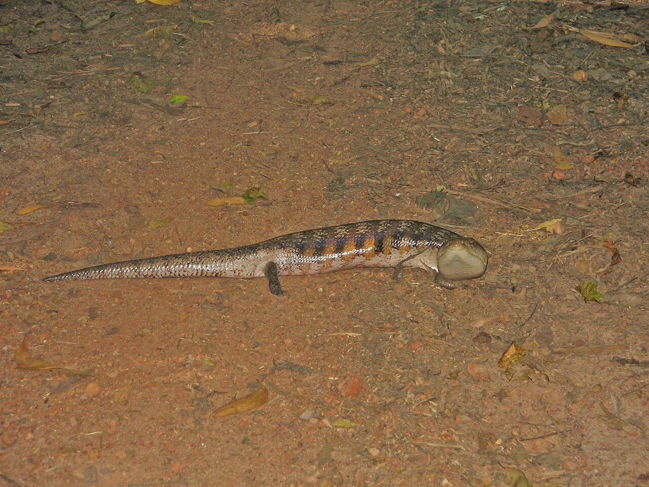 Scinque à langue bleue (Tiliqua scincoides) en photographie