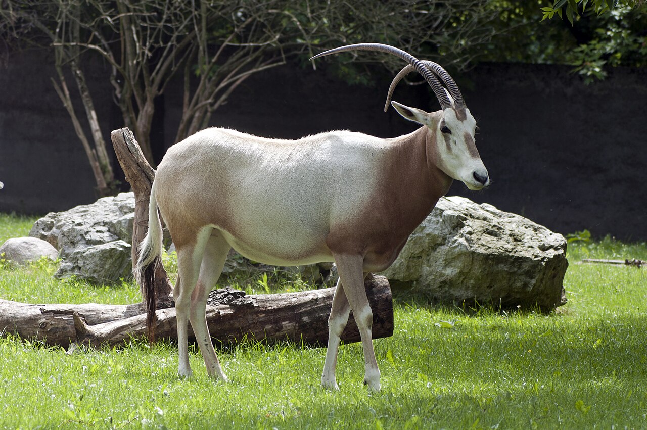 Oryx algazelle (Oryx dammah) en photographie