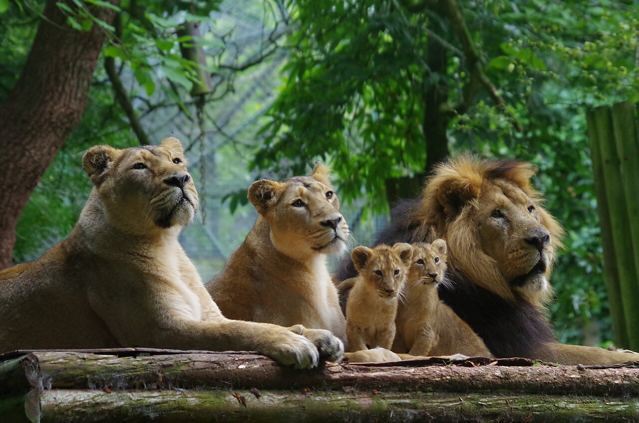 Lion (Panthera leo) en photographie
