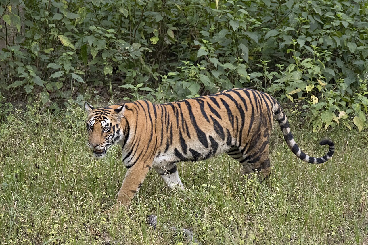 Tigre (Panthera tigris) en photographie
