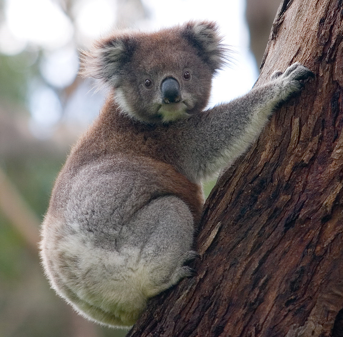 Koala (Phascolarctos cinereus) en photographie
