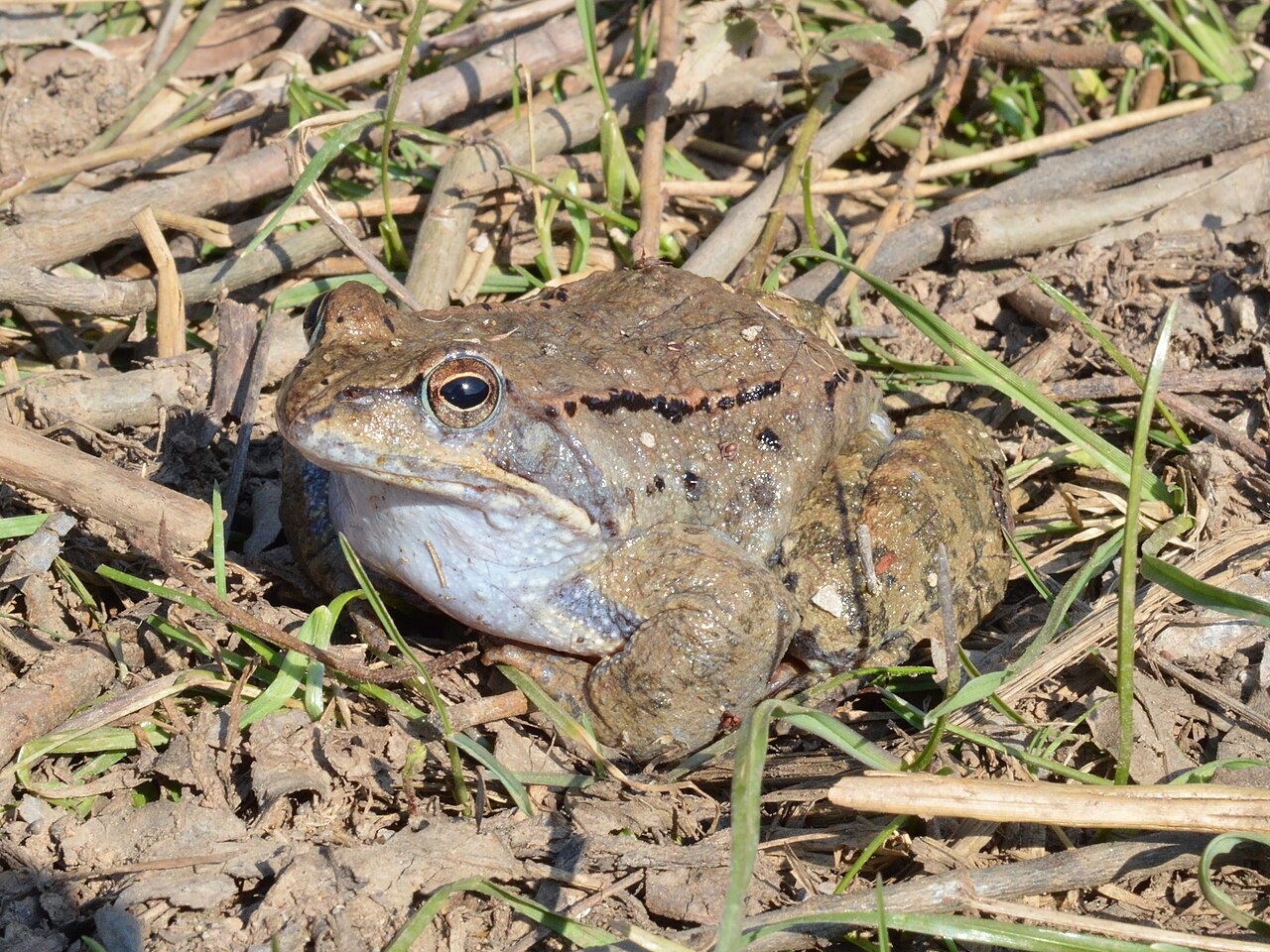 Grenouille rousse (Rana temporaria) en photographie