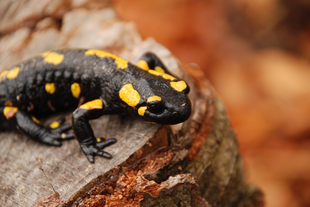 Salamandre tachetée (Salamandra salamandra) en photographie