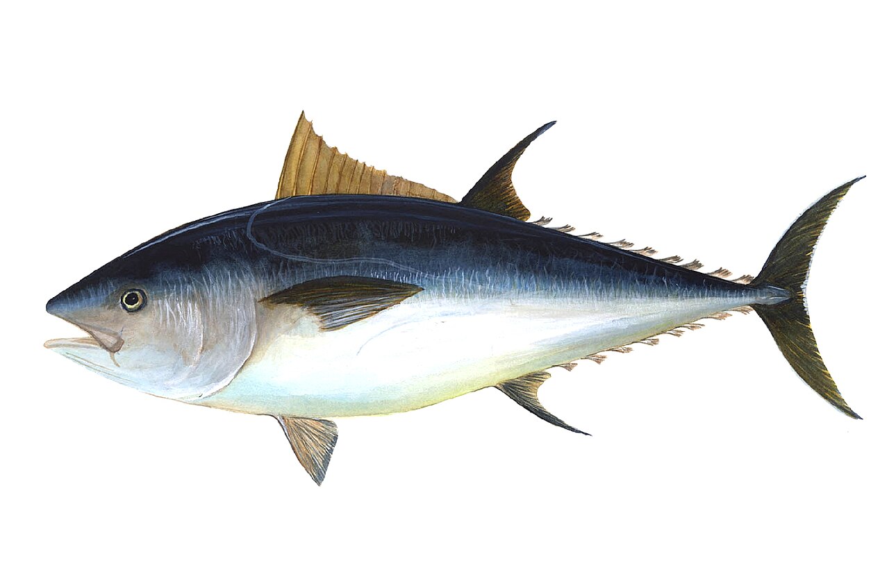 Thon rouge de l’Atlantique (Thunnus thynnus) en photographie