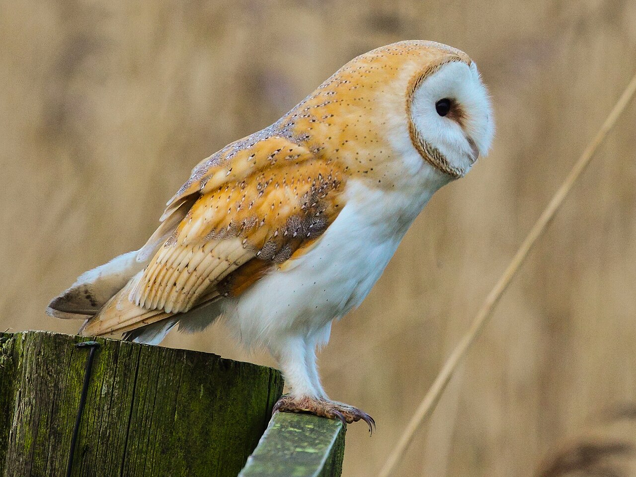 Chouette effraie (Tyto alba) en photographie