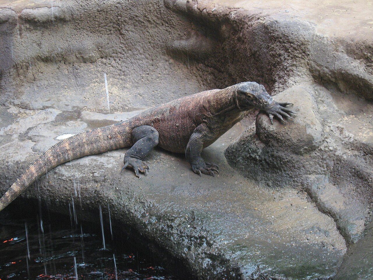 Dragon de Komodo (Varanus komodoensis) en photographie