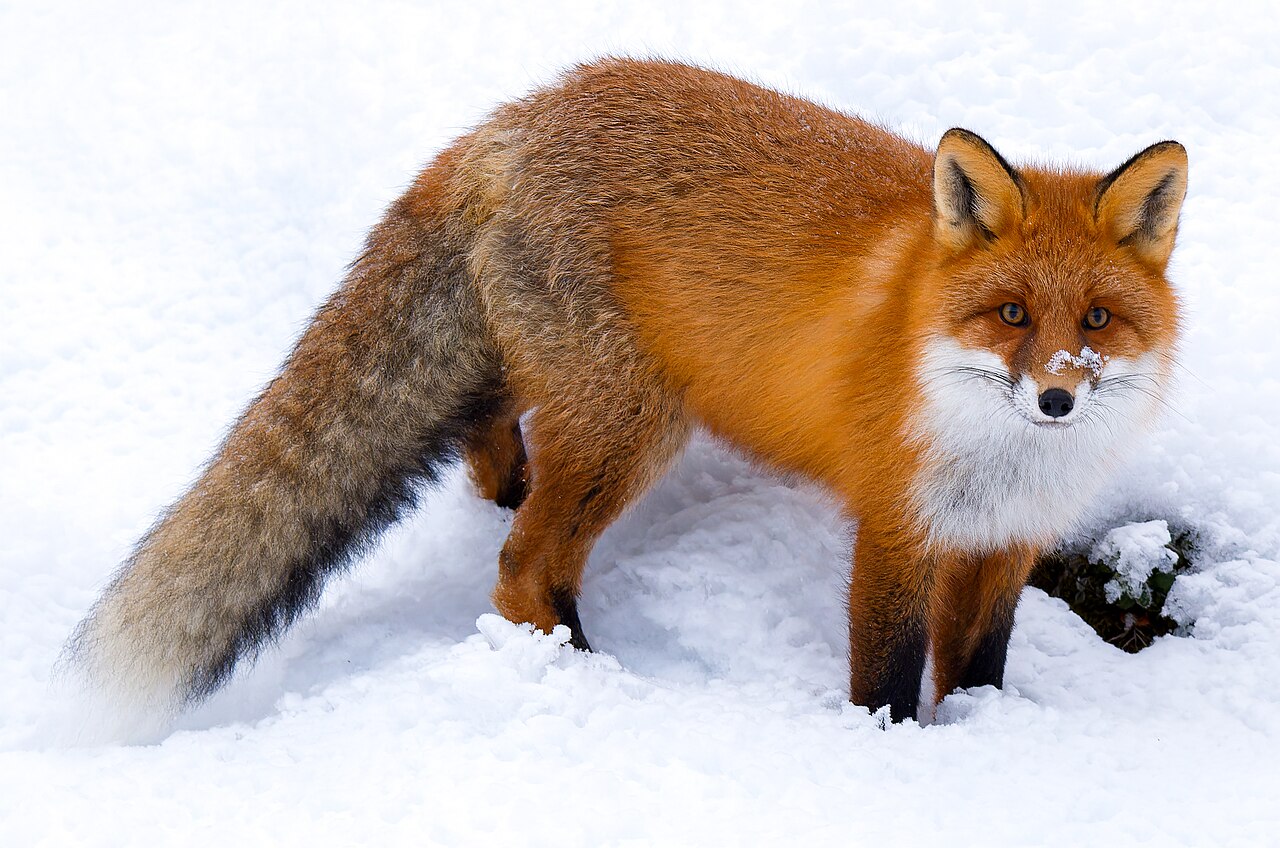 Renard roux (Vulpes vulpes) en photographie