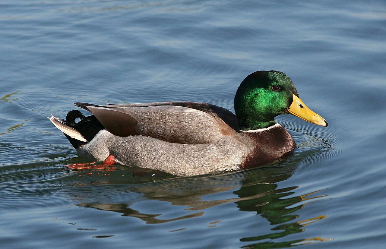 Canard colvert (Anas platyrhynchos) en photographie
