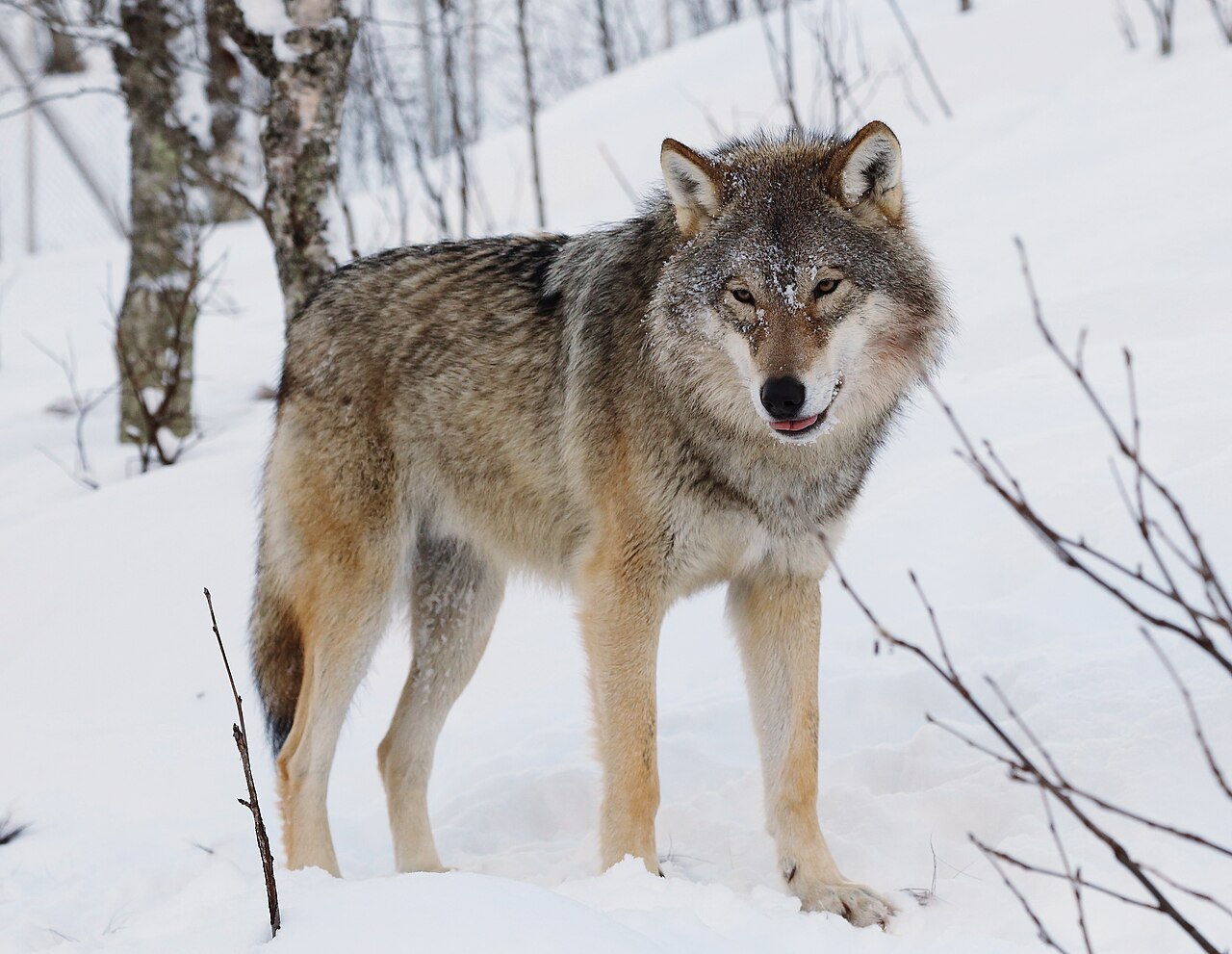 Loup gris (Canis lupus) en photographie