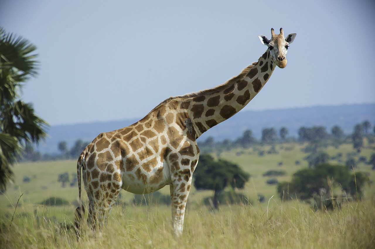 Girafe (Giraffa camelopardalis) en photographie