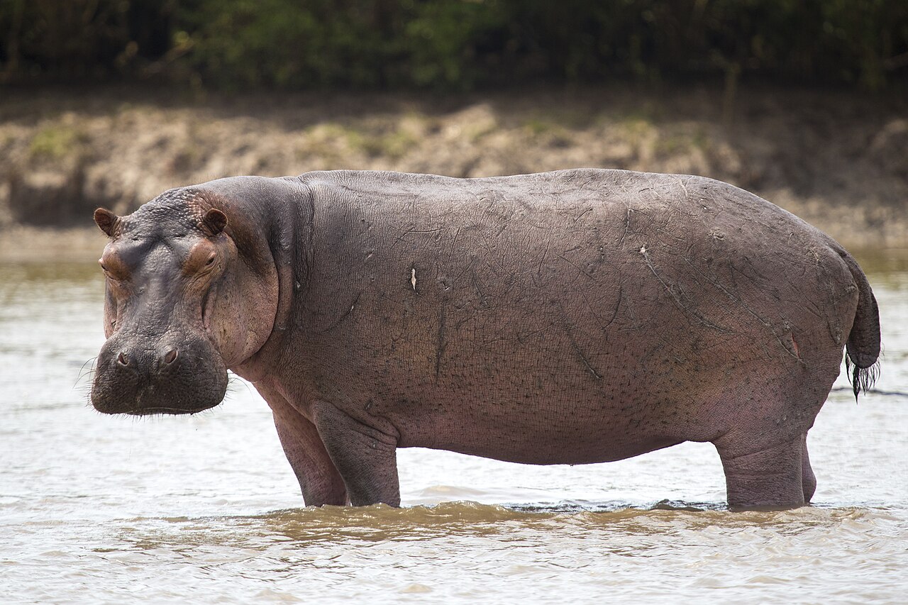 Hippopotame (Hippopotamus amphibius) en photographie