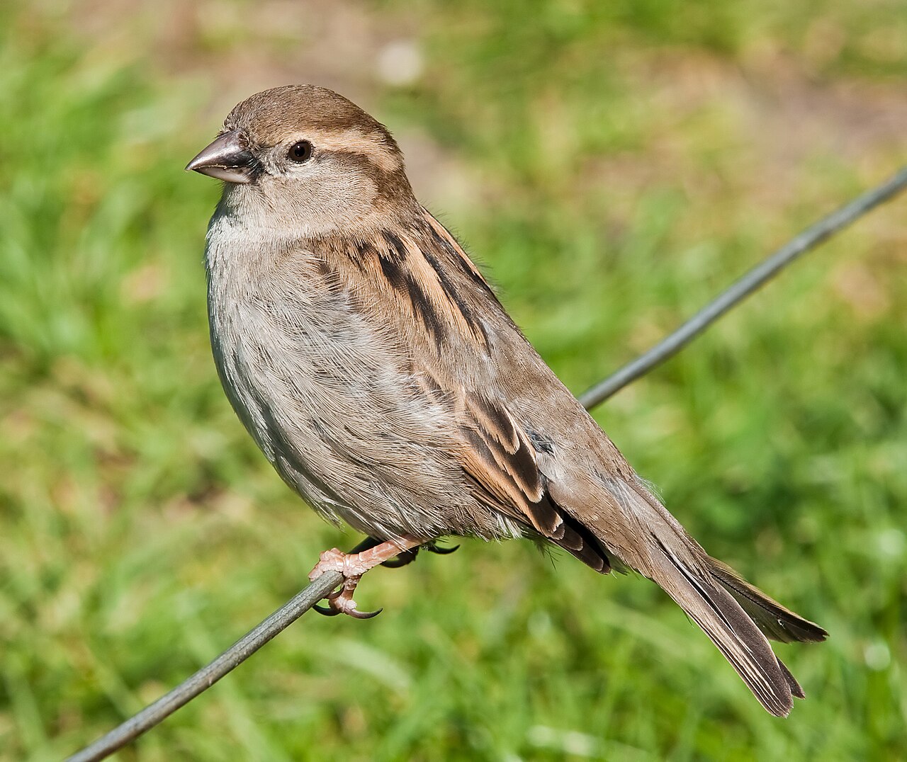 Moineau domestique (Passer domesticus) en photographie