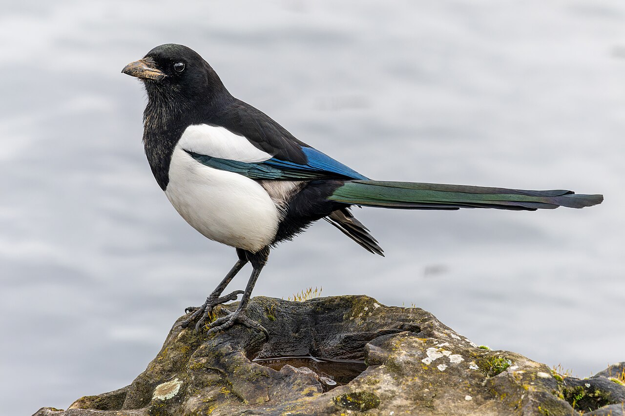 Pie bavarde (Pica pica) en photographie