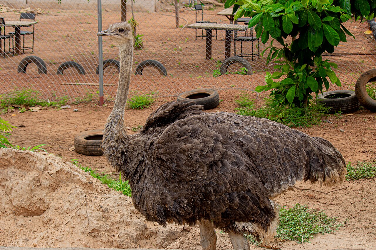 Autruche d’Afrique (Struthio camelus) en photographie