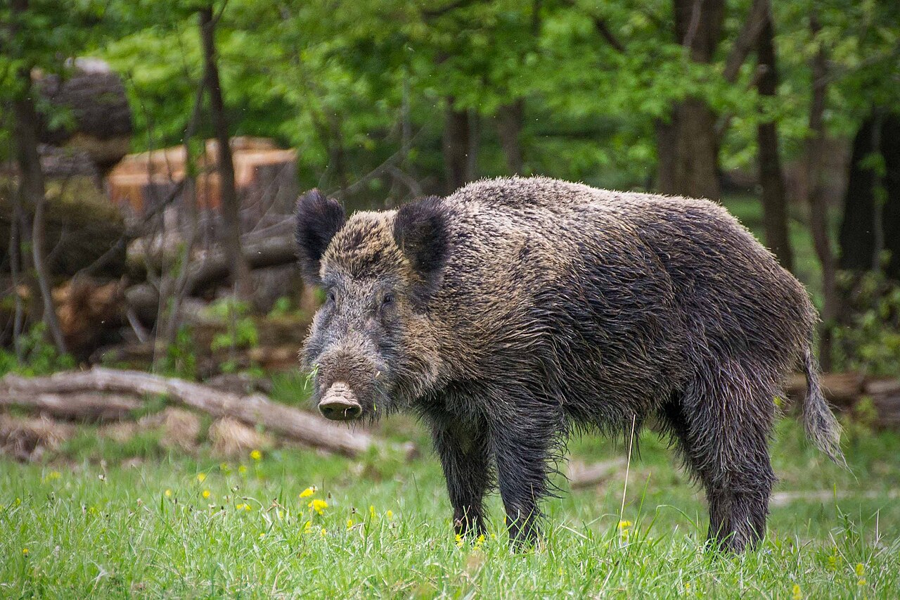 Sanglier (Sus scrofa) en photographie