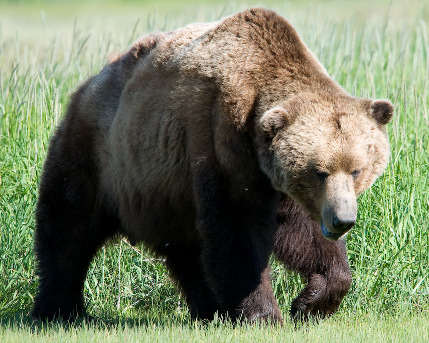 Ours brun (Ursus arctos) en photographie