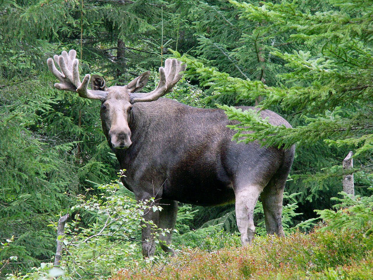 Élan (orignal) (Alces alces) en photographie
