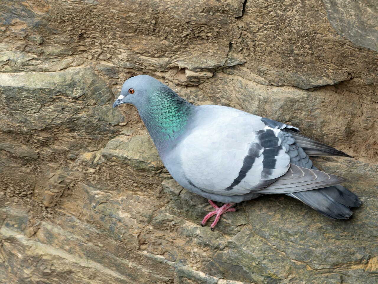Pigeon biset (Columba livia) en photographie