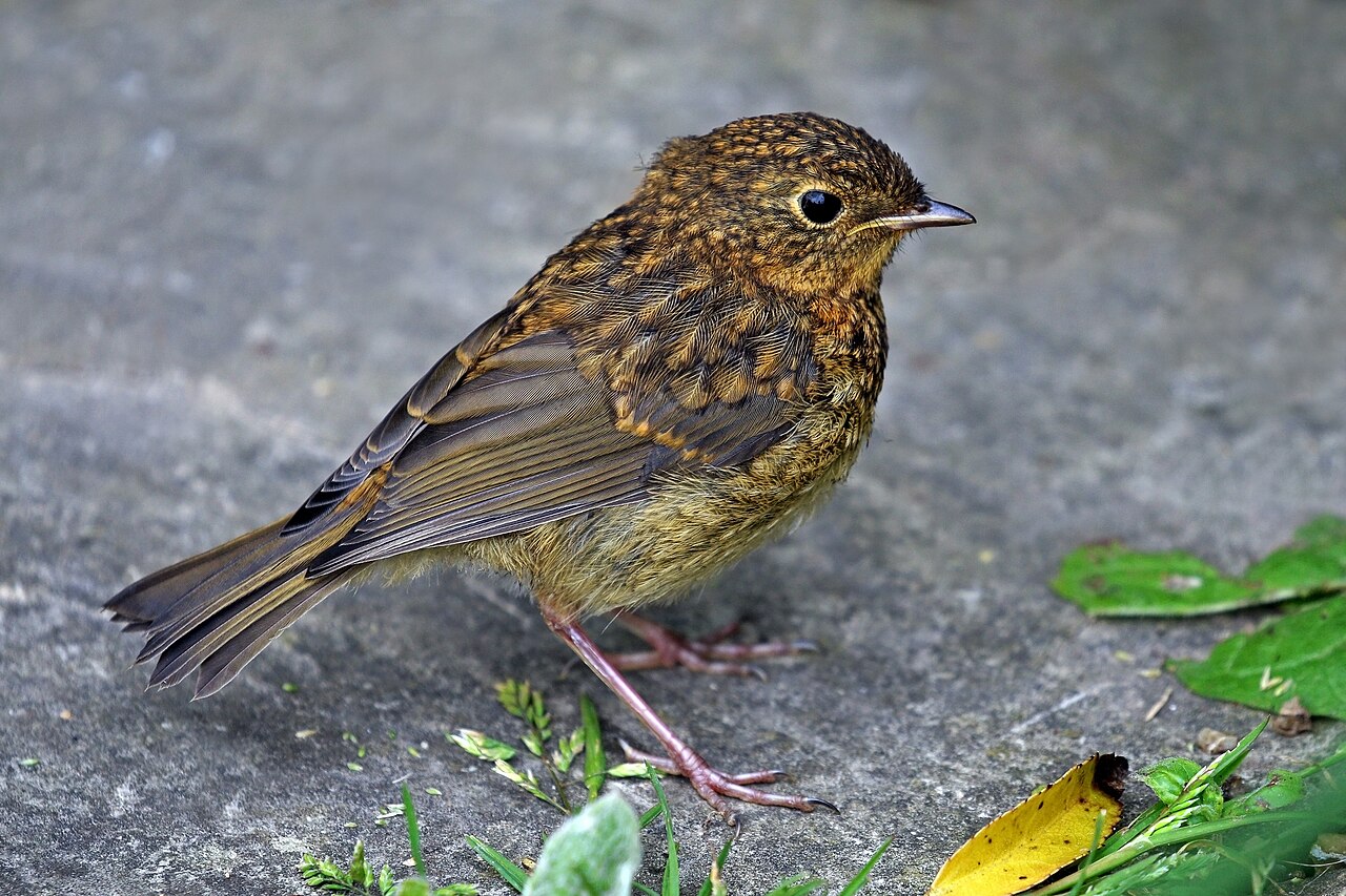 Rouge-gorge familier (Erithacus rubecula) en photographie