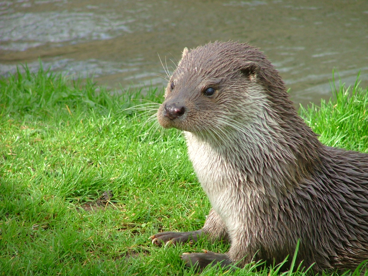 Loutre d'Europe (Lutra lutra) en photographie