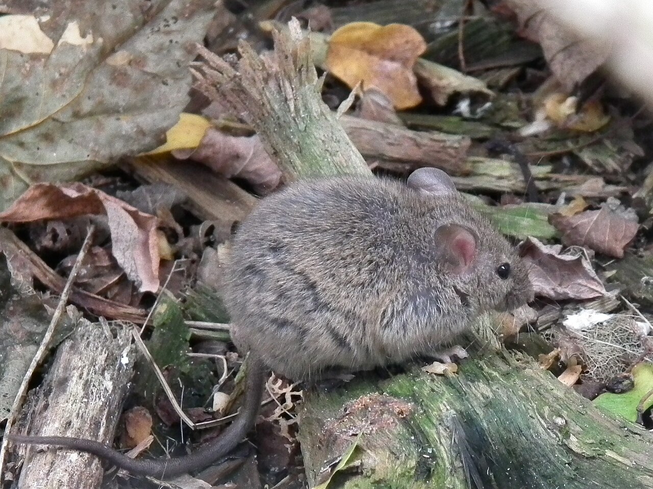 Souris domestique (Mus musculus) en photographie