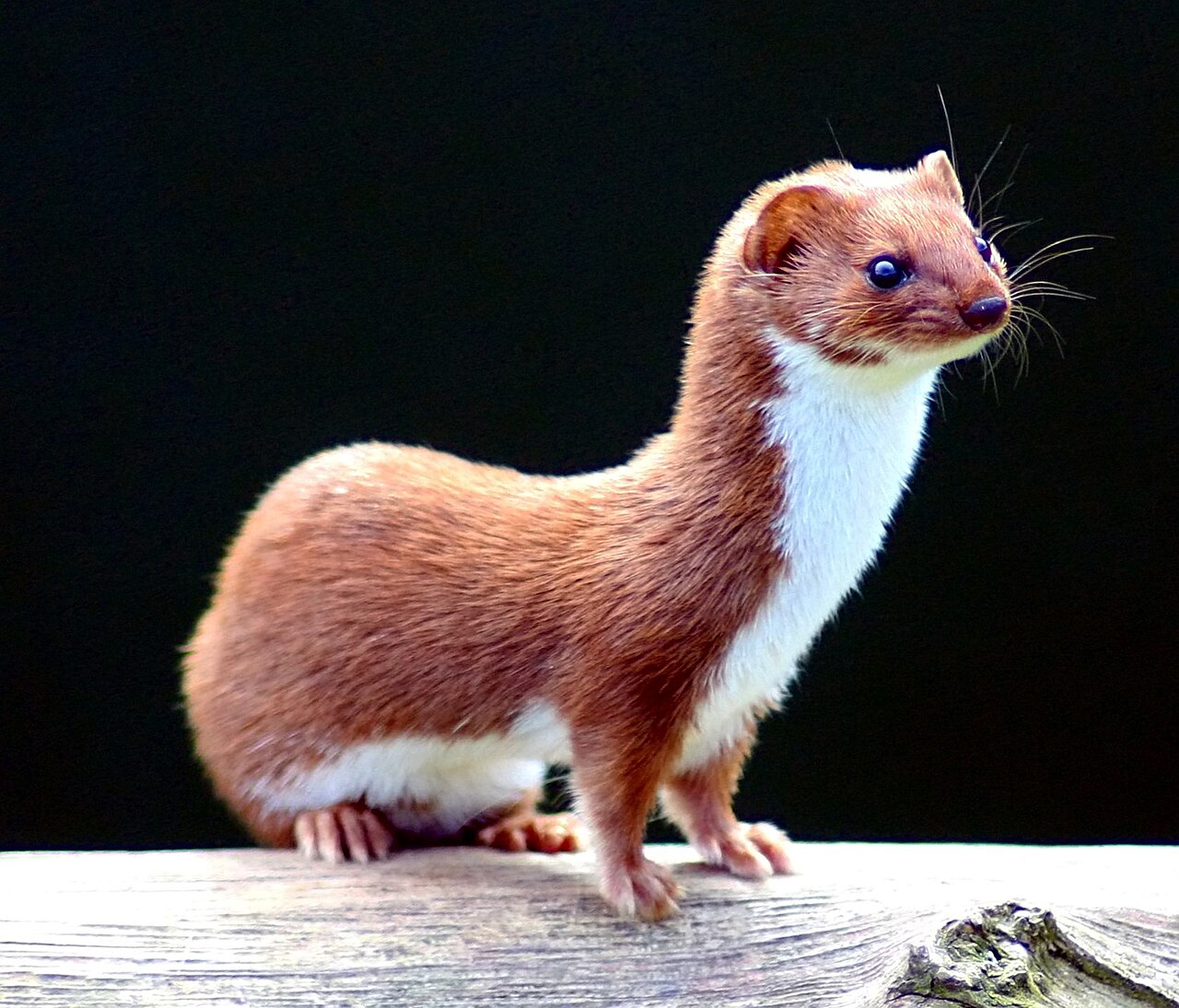 Belette (Mustela nivalis) en photographie