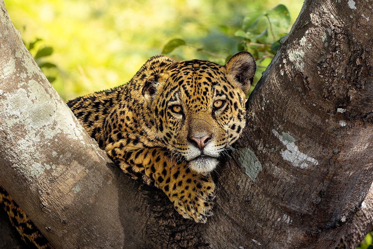 Jaguar (Panthera onca) en photographie