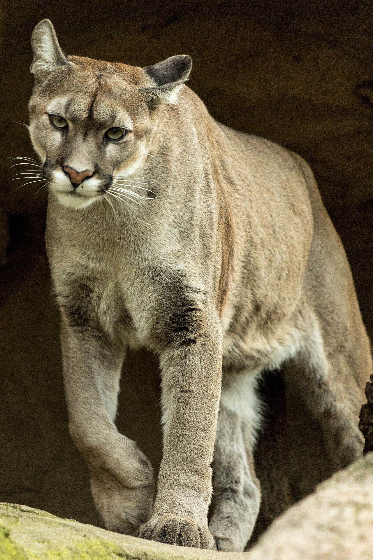 Puma (Puma concolor) en photographie