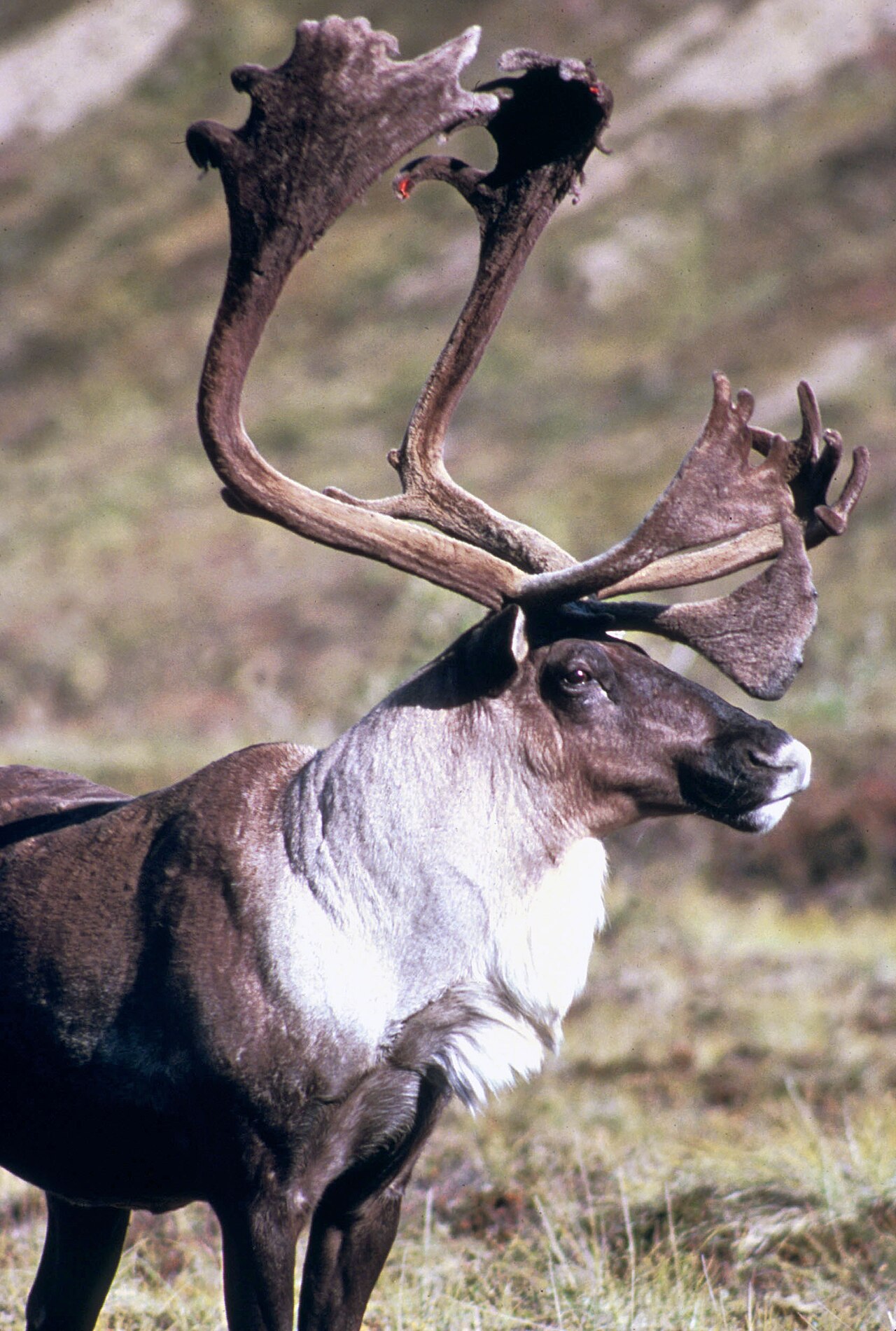 Caribou (Rangifer tarandus) en photographie
