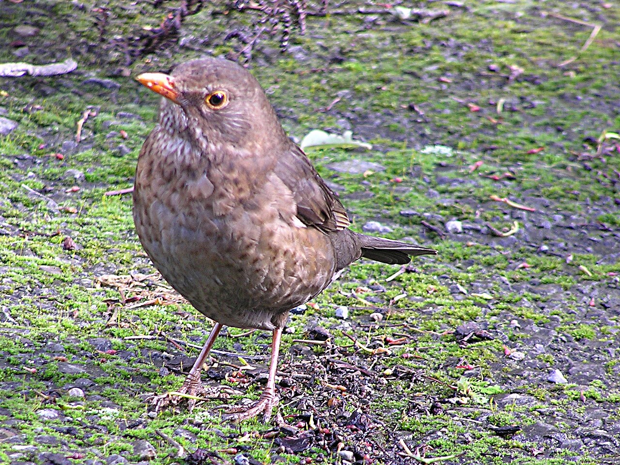 Merle noir (Turdus merula) en photographie