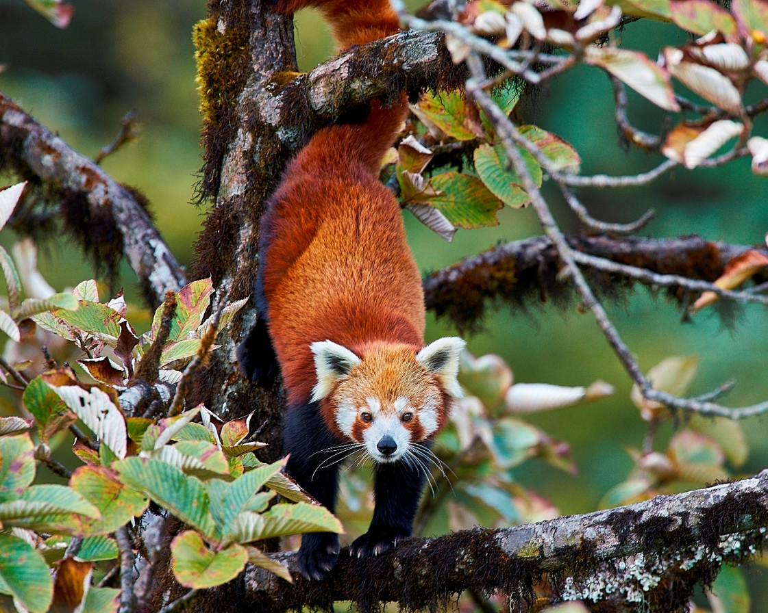 Panda roux (Ailurus fulgens) en photographie
