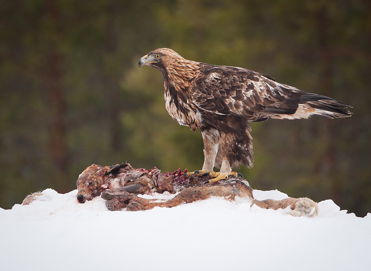 Aigle royal (Aquila chrysaetos) en photographie