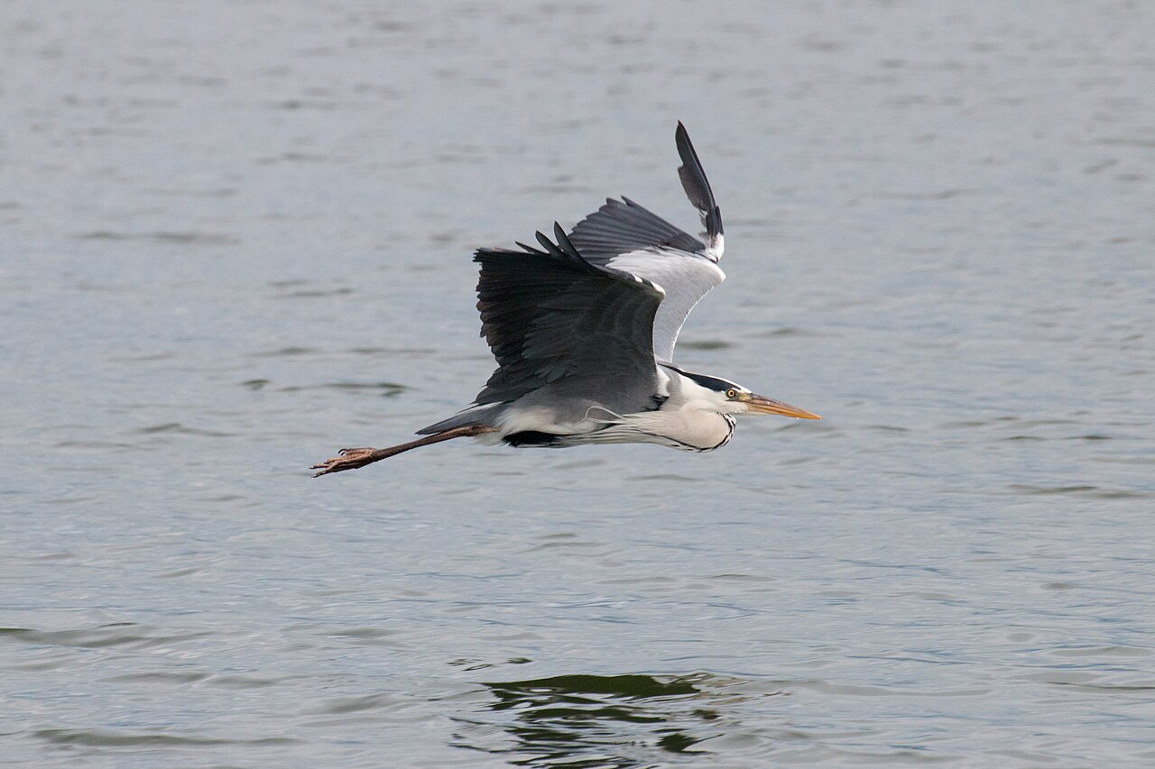 Héron cendré (Ardea cinerea) en photographie
