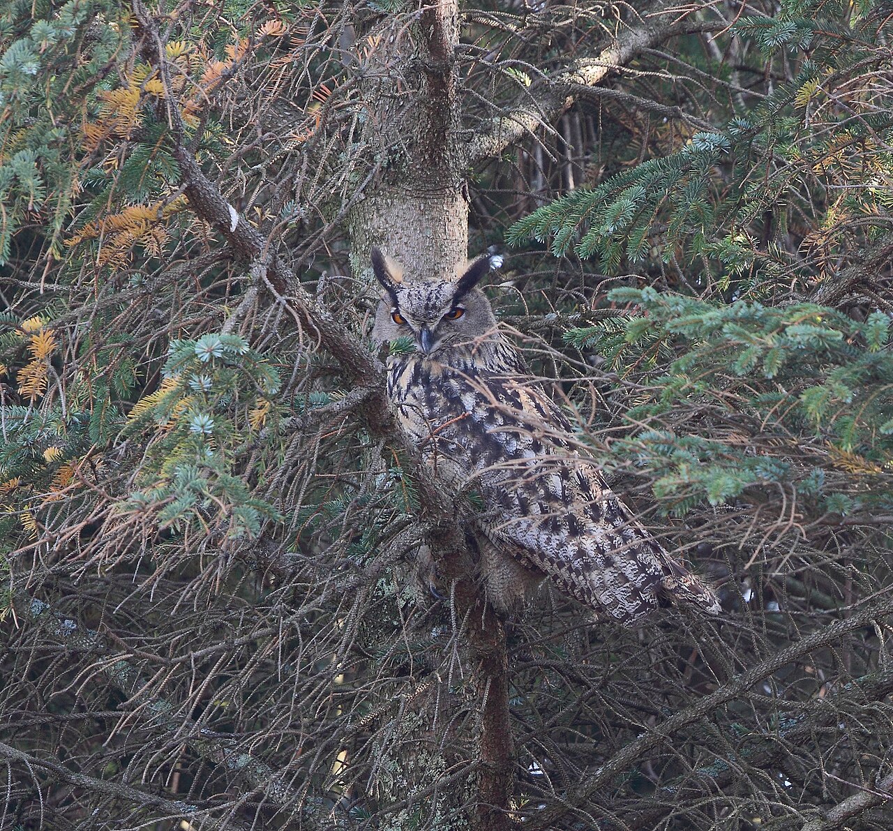 Hibou grand-duc (Bubo bubo) en photographie