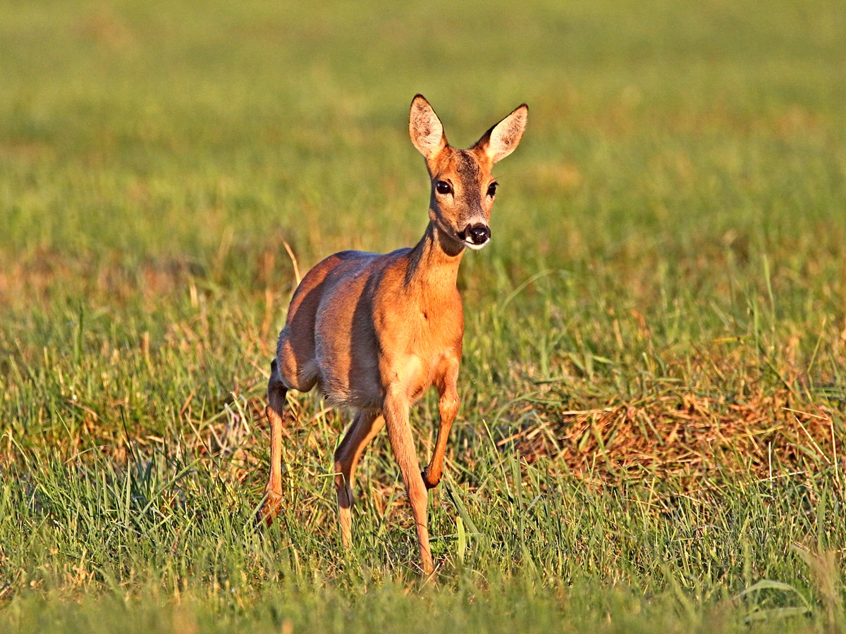 Chevreuil européen (Capreolus capreolus) en photographie