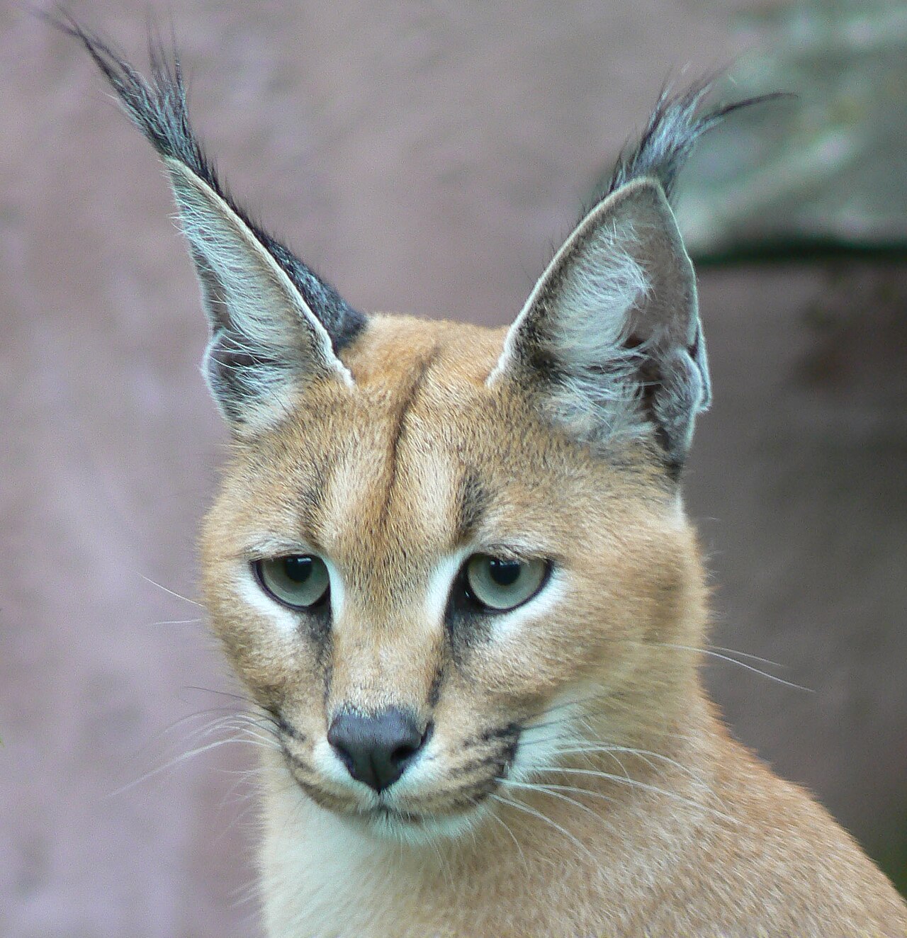 Caracal (Caracal caracal) en photographie