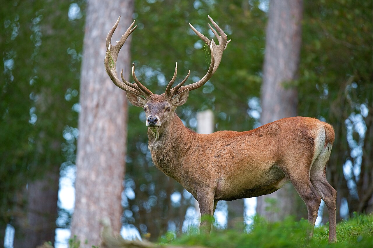 Cerf élaphe (Cervus elaphus) en photographie