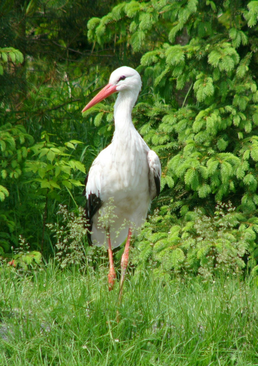 Cigogne blanche (Ciconia ciconia) en photographie
