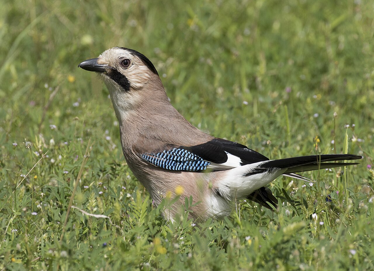 Geai des chênes (Garrulus glandarius) en photographie