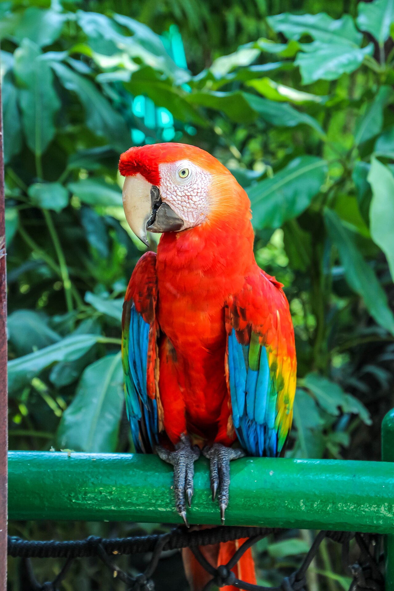Ara rouge (Ara macao) en photographie