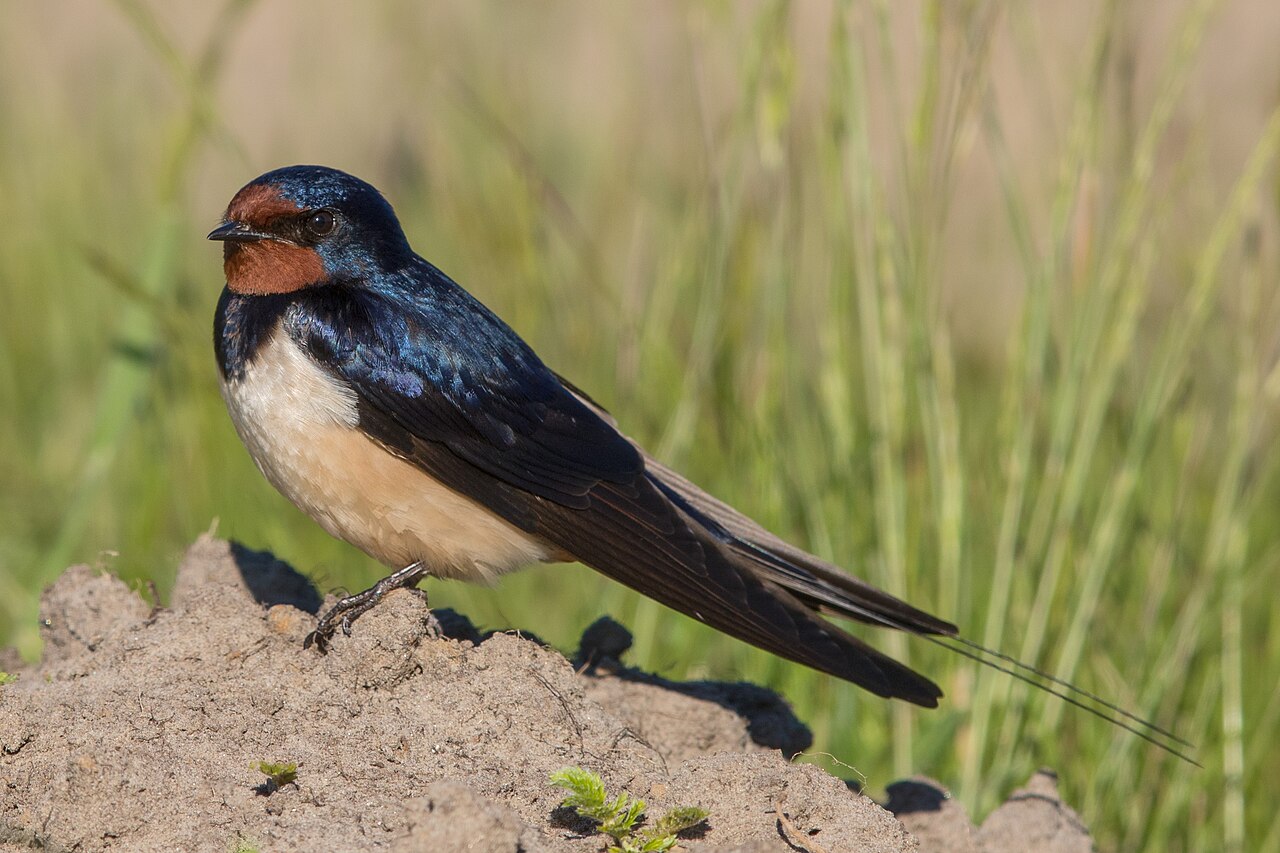 Hirondelle rustique (Hirundo rustica) en photographie