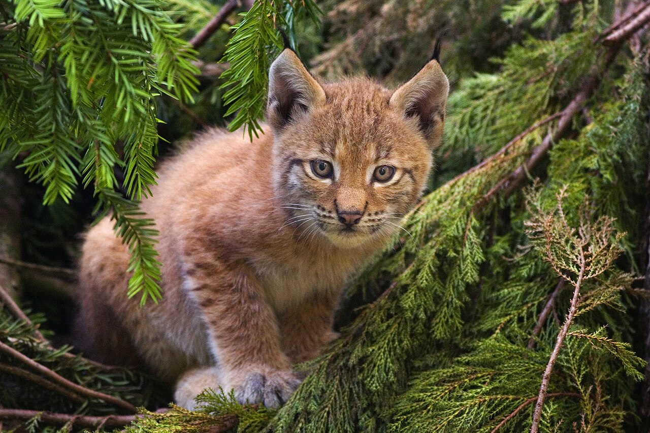 Lynx boréal (Lynx lynx) en photographie