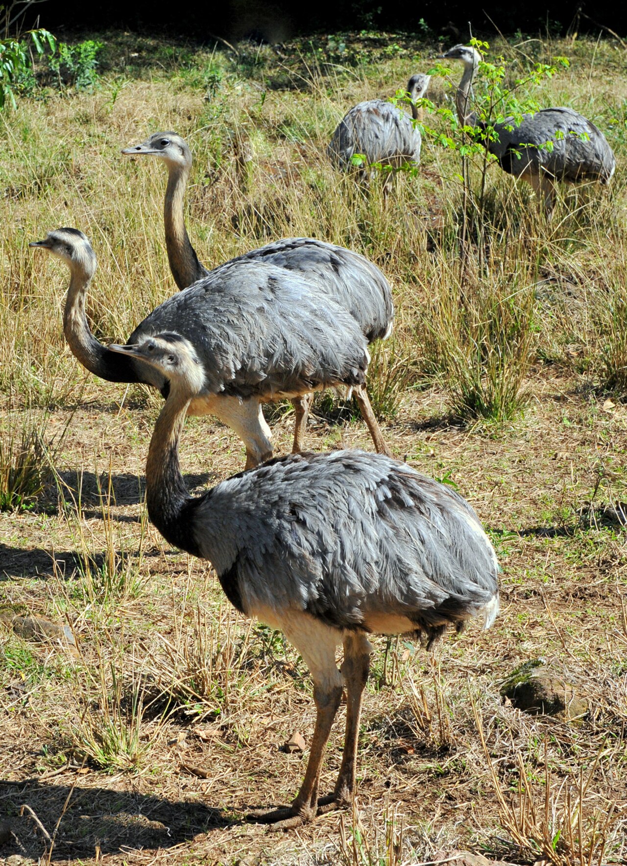 Nandou d’Amérique (Rhea americana) en photographie