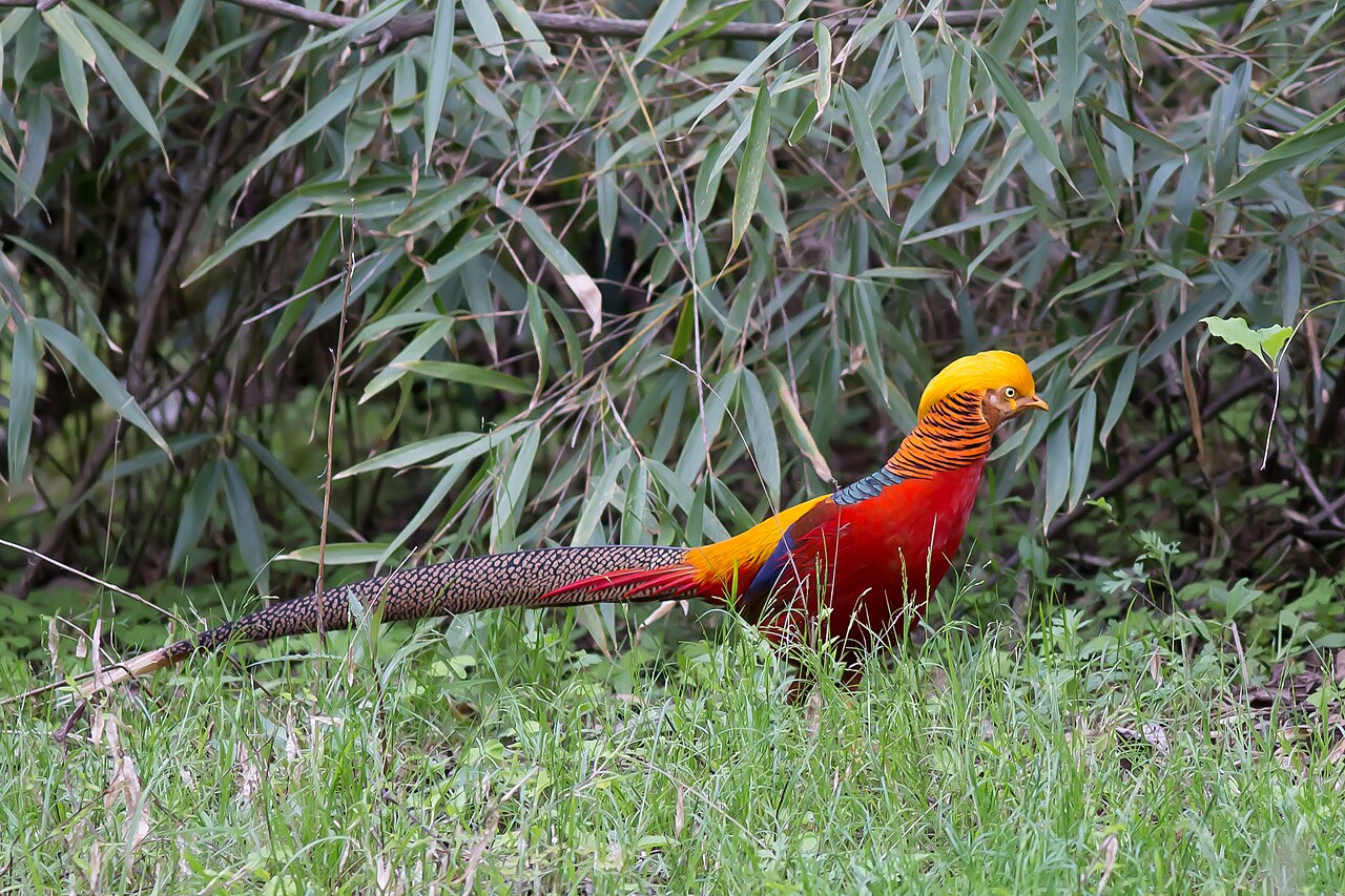 Faisan doré (Chrysolophus pictus) en photographie