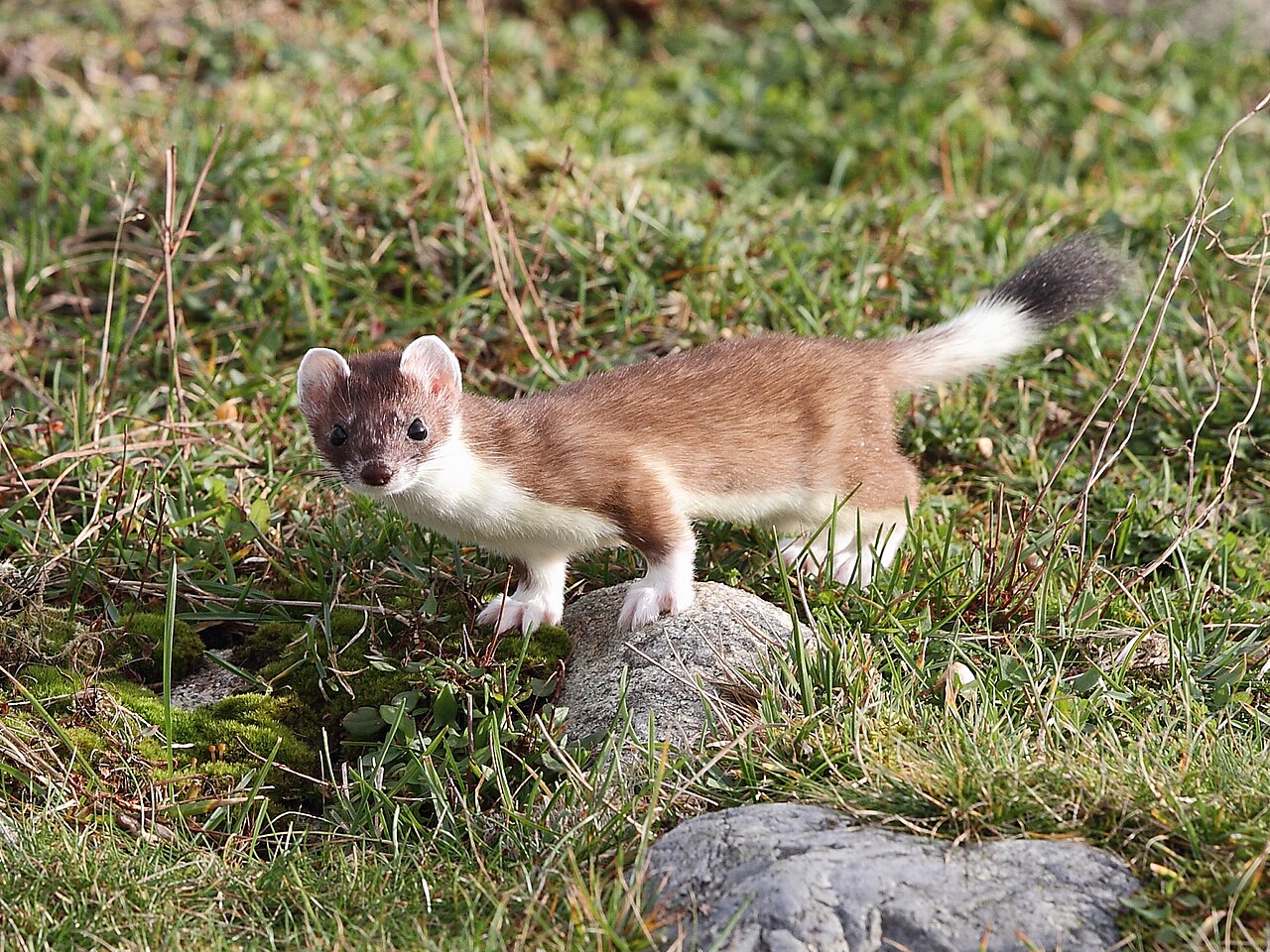 Hermine (Mustela erminea) en photographie