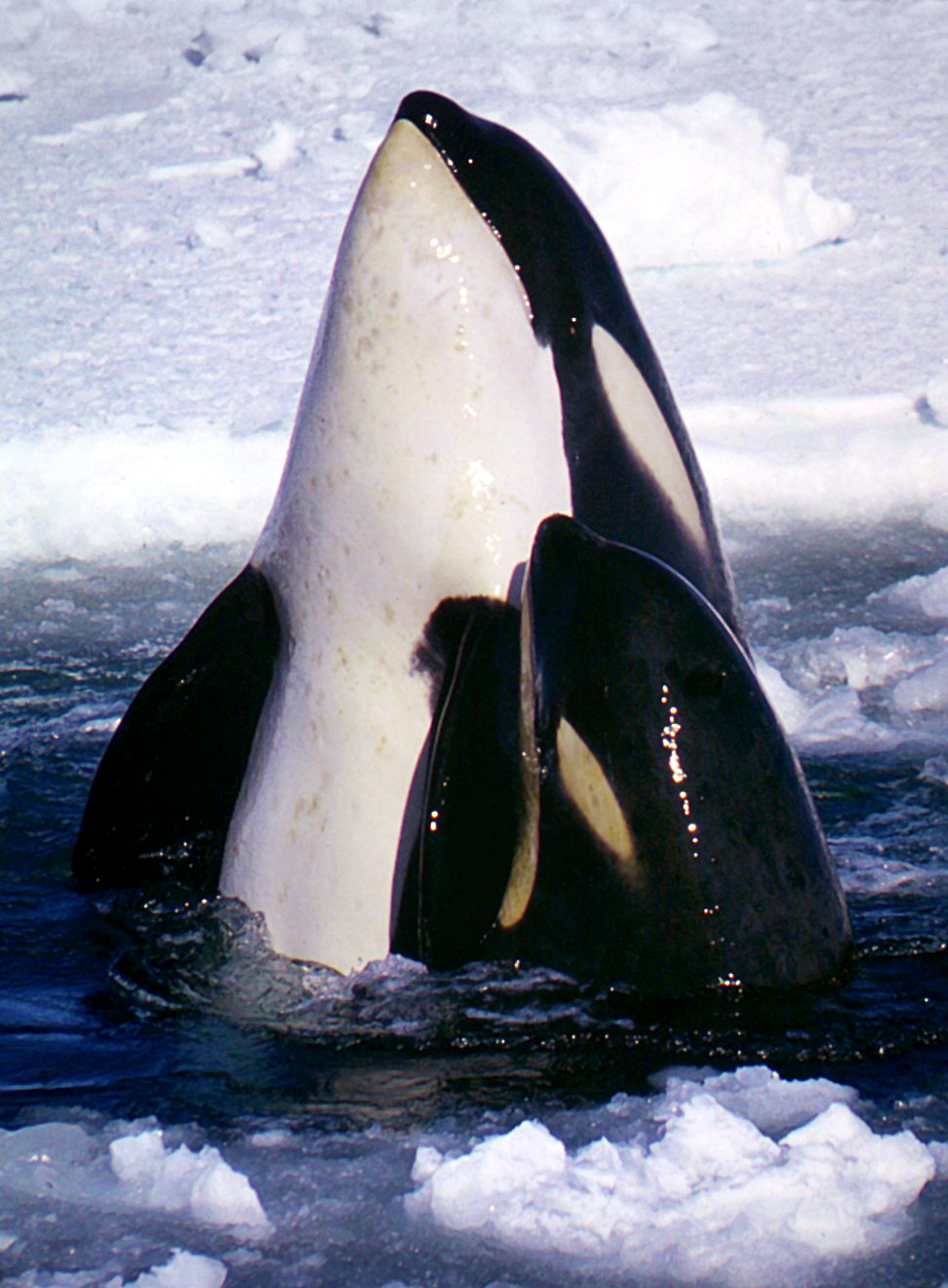 Orque (Orcinus orca) en photographie