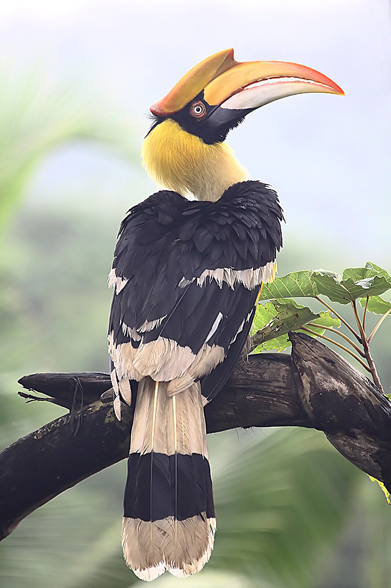 Calao bicorne (Buceros bicornis) en photographie