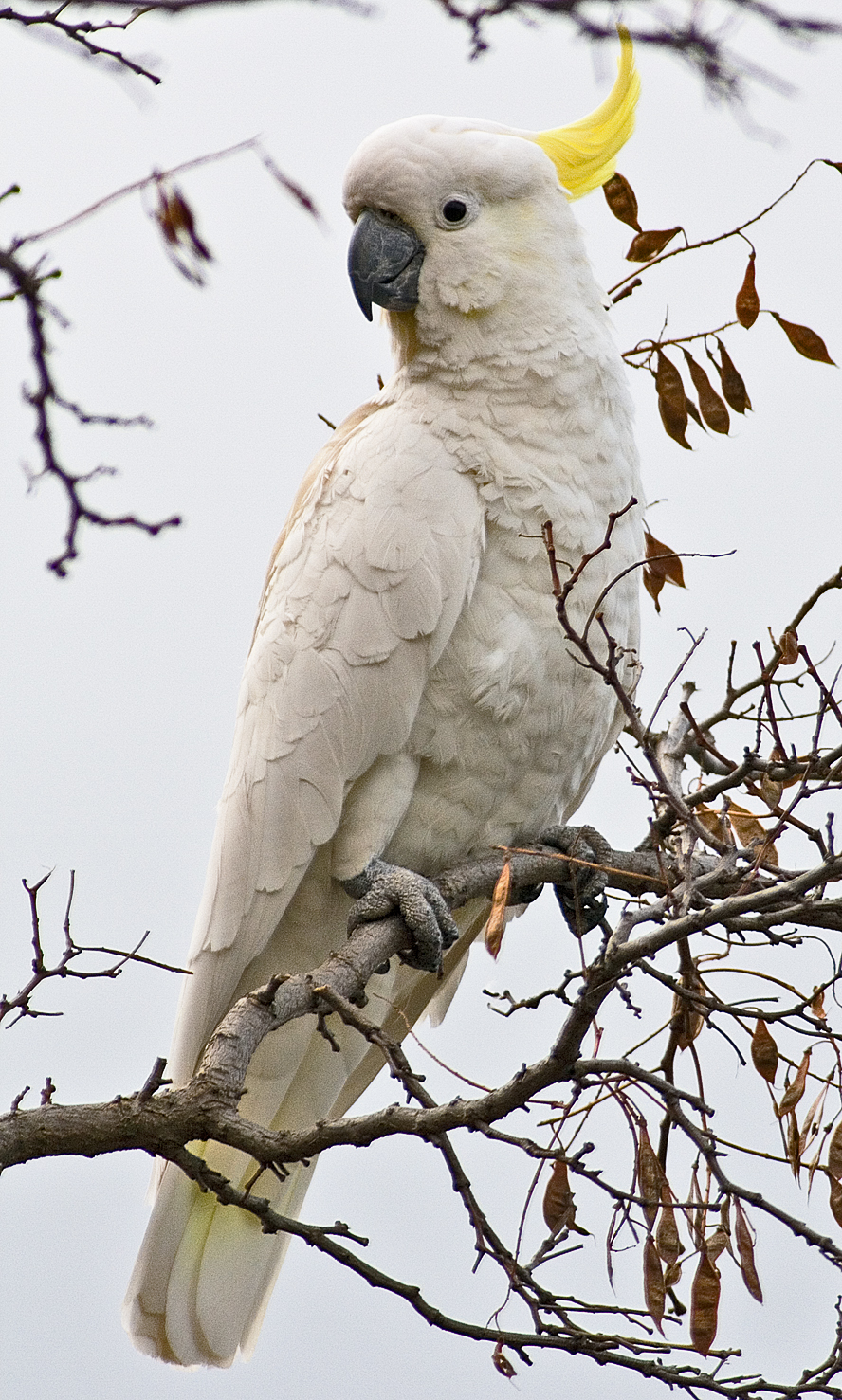 Cacatoès à huppe jaune (Cacatua galerita) en photographie