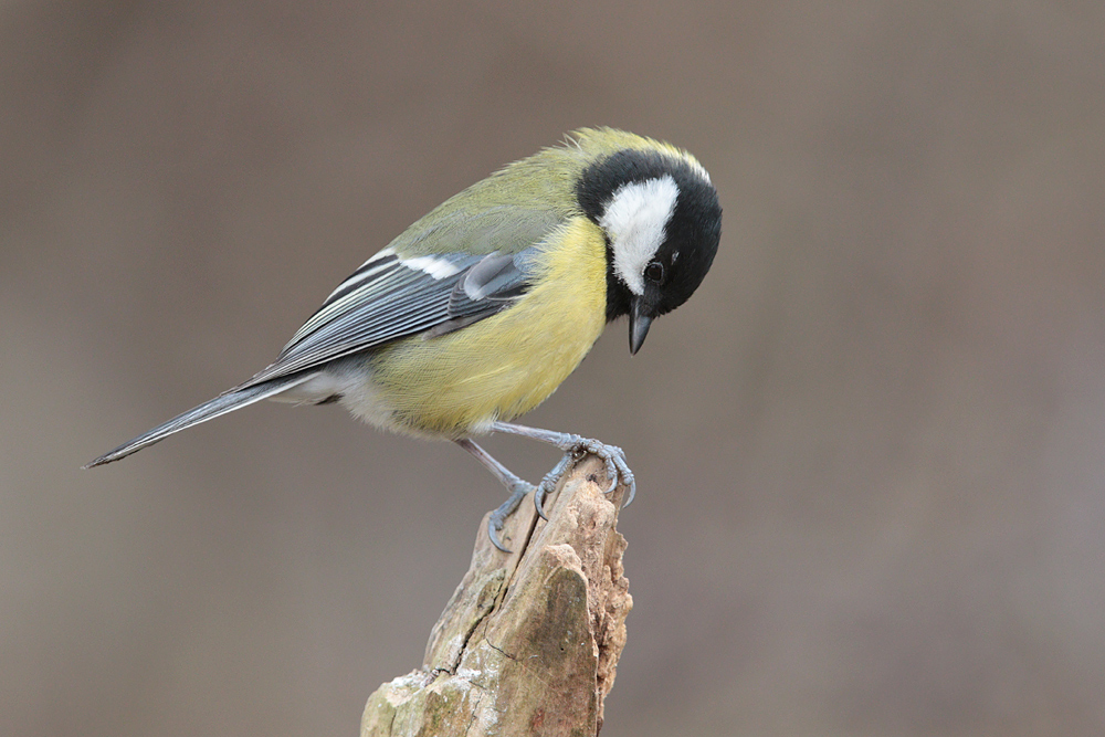 Mésange charbonnière (Parus major) en photographie
