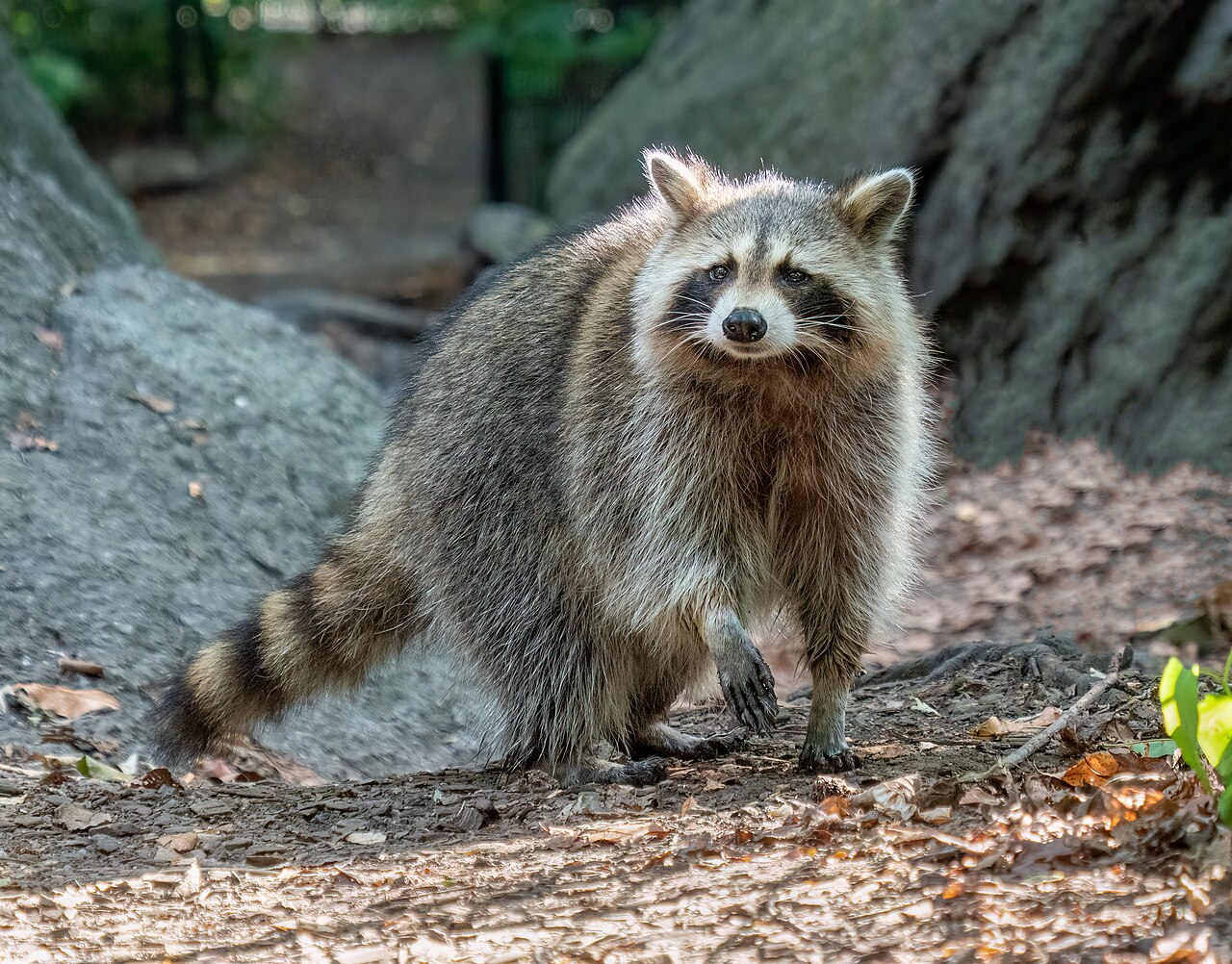 Raton laveur (Procyon lotor) en photographie